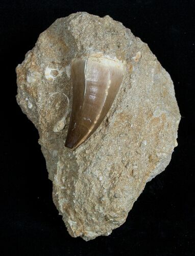 Large Mosasaurus Tooth In Matrix For Sale Fossilera